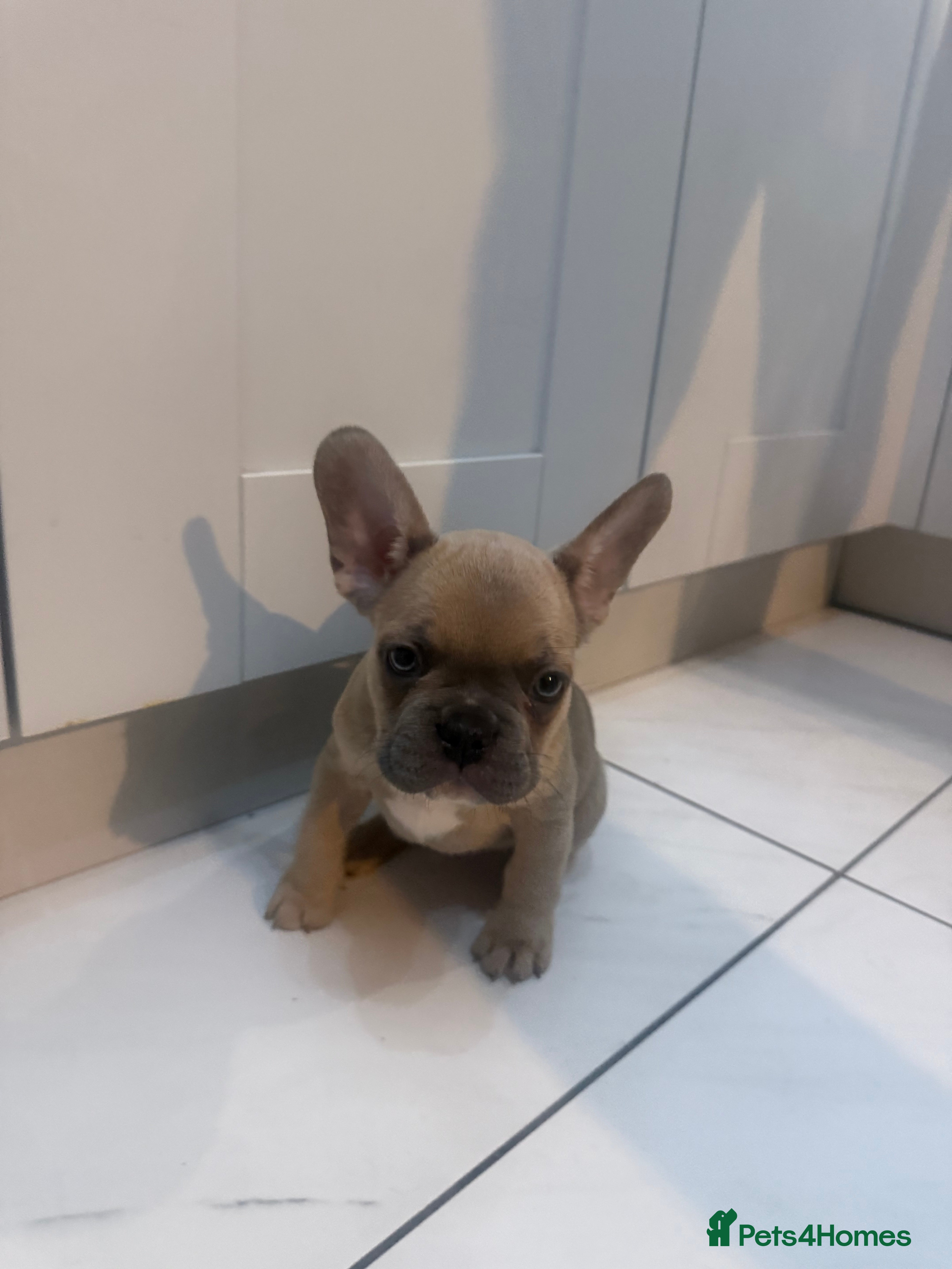 French Bulldog dogs READY! (2 LEFT!) French Bulldog puppies! (REDUCED) - Advert 5