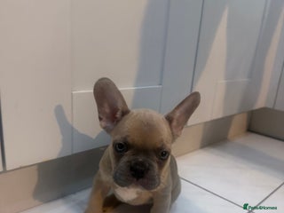French Bulldog dogs READY! (2 LEFT!) French Bulldog puppies! (REDUCED) - Advert 5
