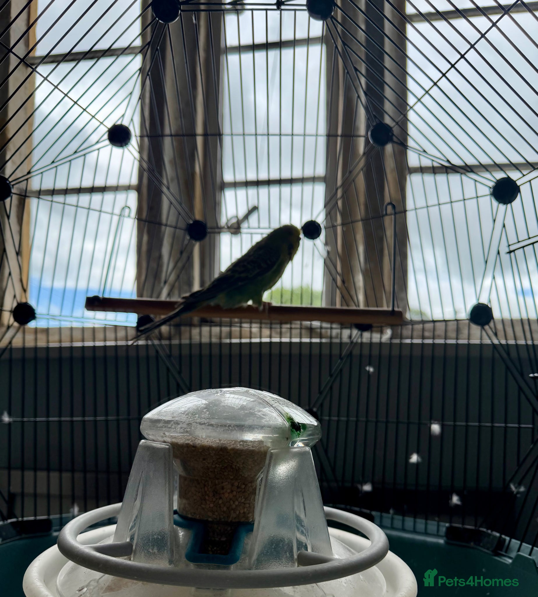 Budgerigars birds for sale: 3 year old Budgie - For Sale - Advert 3