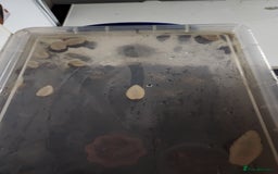 Snails invertebrates for sale: Giant african land snails albino babys  in Ferryhill - Image 4