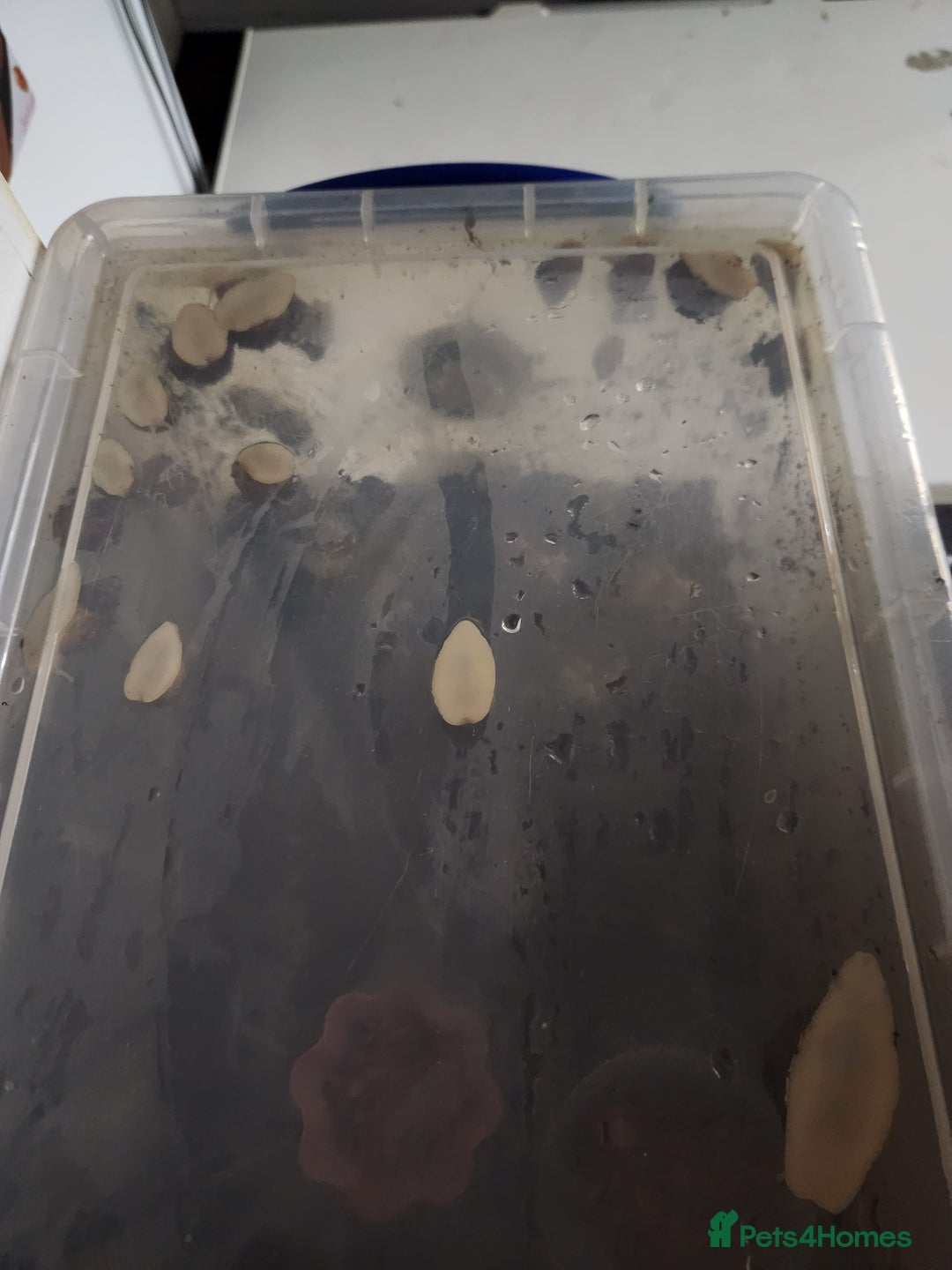 Snails invertebrates for sale: Giant african land snails albino babys  in Ferryhill - Image 4