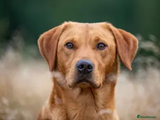 Labrador Retriever dogs Beautiful fox red labrador available to stud in Durham - Advert 11
