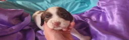 English Springer Spaniel dogs for sale: ⭐️ KC Home Reared Tested Springer Pups ⭐️ - Advert 23