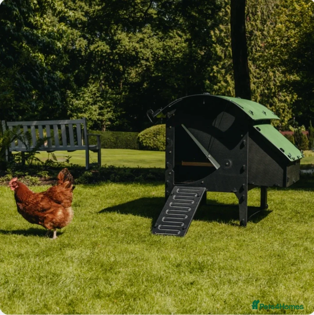 Mixed Breed poultry for sale: Chicken Coop Medium - Reycled - 8-12 hens - Advert 5