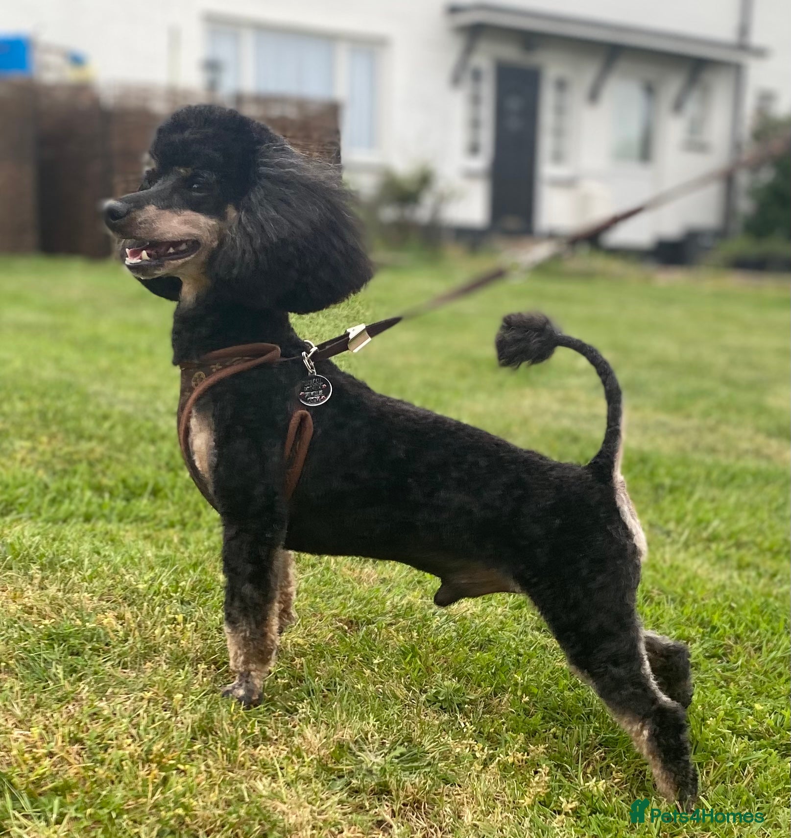 Toy Poodle dogs KC Phantom Stud Extensively DNA Tested in Chislehurst - Advert 2