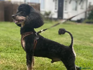 Toy Poodle dogs KC Phantom Stud Extensively DNA Tested in Chislehurst - Advert 18