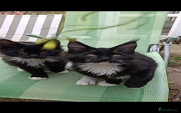 Maine Coon cats for sale: Maine-Coon kittens  - Image 37