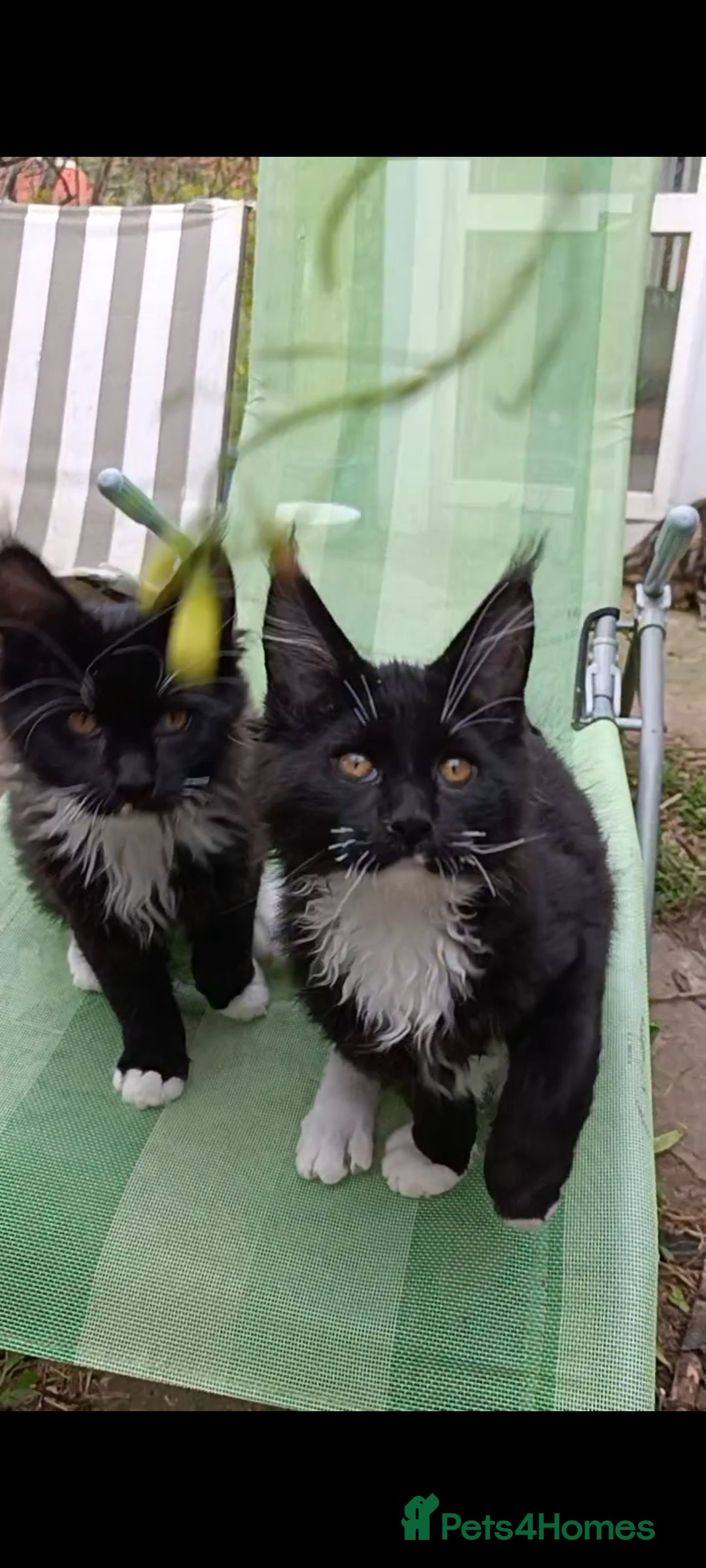 Maine Coon cats for sale: Maine-Coon kittens  - Image 37