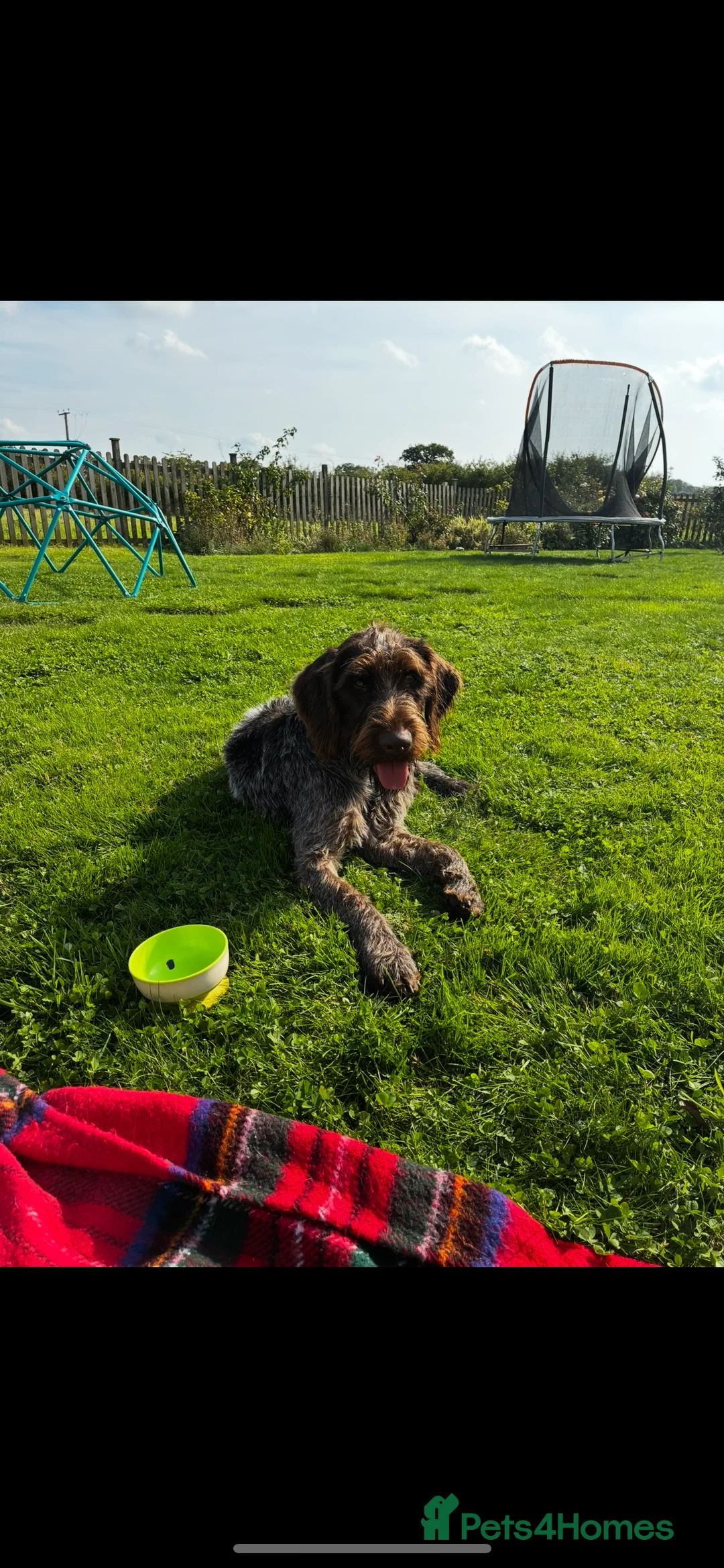 German Wirehaired Pointer dogs for sale: Rudy. 18 month old German wirehaired pointer  - Advert 5