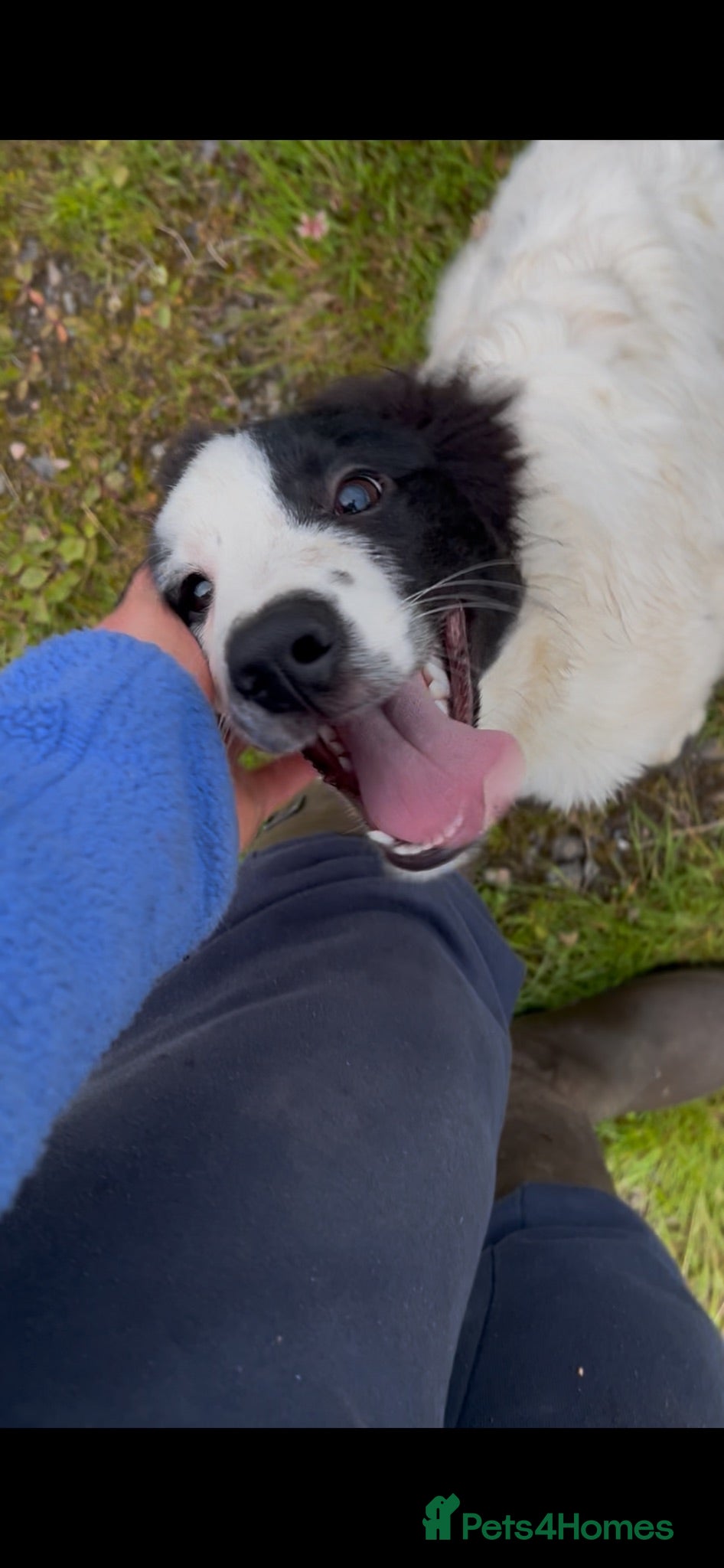 Border Collie dogs handsome collie male chief - Advert 2