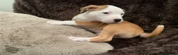 Staffordshire Bull Terrier dogs for sale: Male puppy Staffordshire bull terrior in Manchester - Advert 2