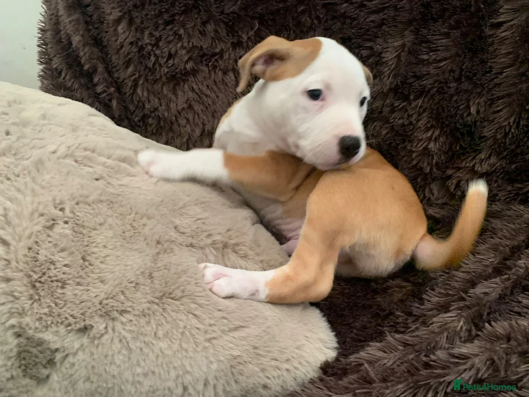 Staffordshire Bull Terrier dogs for sale: Male puppy Staffordshire bull terrior in Manchester - Advert 2