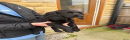 Cocker Spaniel dogs for sale: 8 Week Old Cocker Spaniel Puppy  - Advert 4