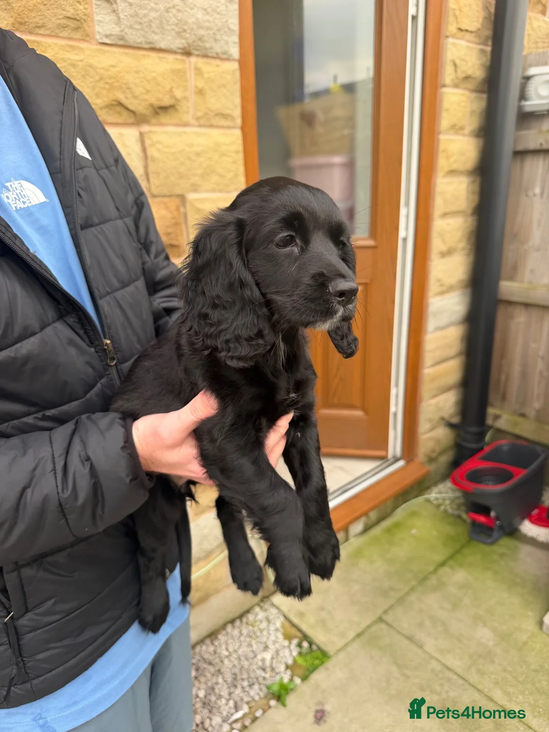 Cocker Spaniel dogs for sale: 8 Week Old Cocker Spaniel Puppy  - Advert 4