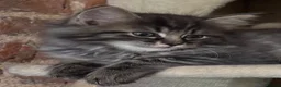 Ragdoll cats for sale: Lovely Kittens - Advert 12