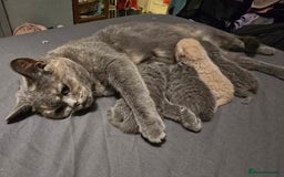 British Shorthair cats for sale: Beautiful British blue short haired kittens  - Image 8
