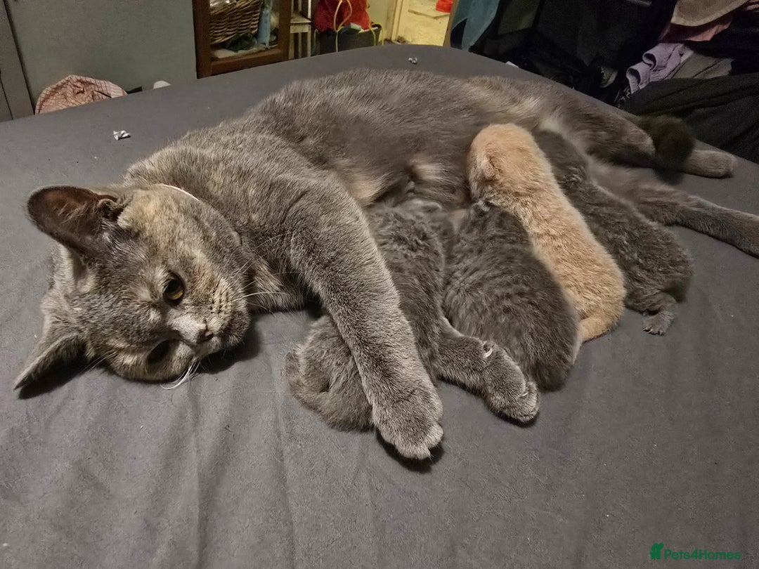 British Shorthair cats for sale: Beautiful British blue short haired kittens  - Image 8