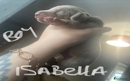 Miniature Dachshund dogs for sale: 3 handsome miniature dachshund boys! - Image 6