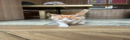 British Longhair cats for sale: Kittens in Romford - Advert 11