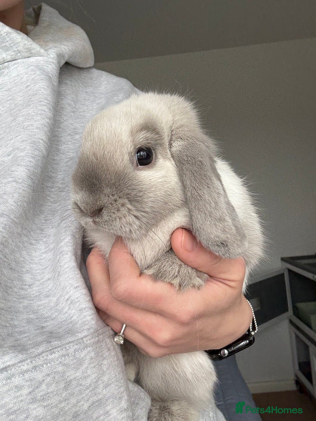 Mini Lop rabbits for sale: Beautiful Mini Lop Bunny - Image 9