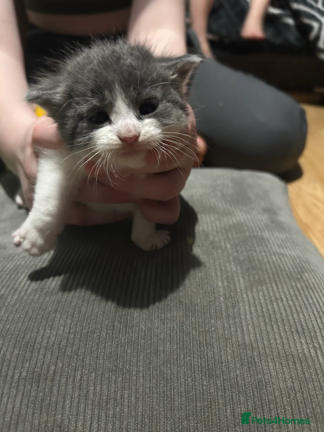 Mixed Breed cats for sale: 5 beautiful kittens  - Advert 2