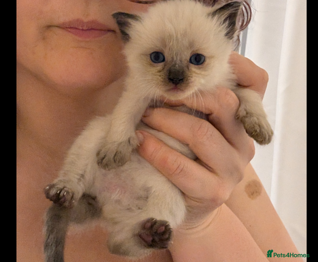 Ragdoll cats for sale: Ragdoll male last one left - Advert 6