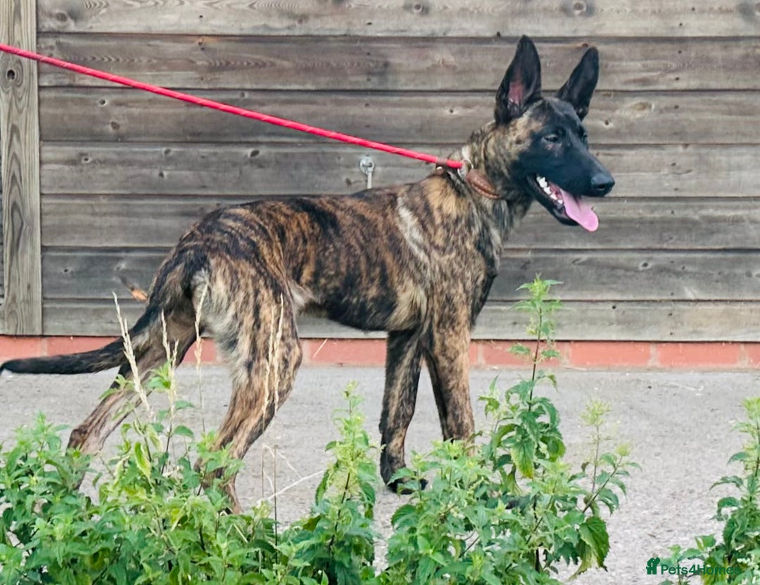 Belgian Shepherd Dog dogs for sale: Belgian Malinois / Dutch Herder  - Image 27