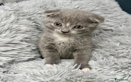 Scottish Fold cats for sale: Kittens - Image 1