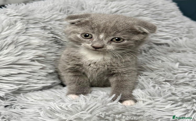 Scottish Fold cats - Advert 14
