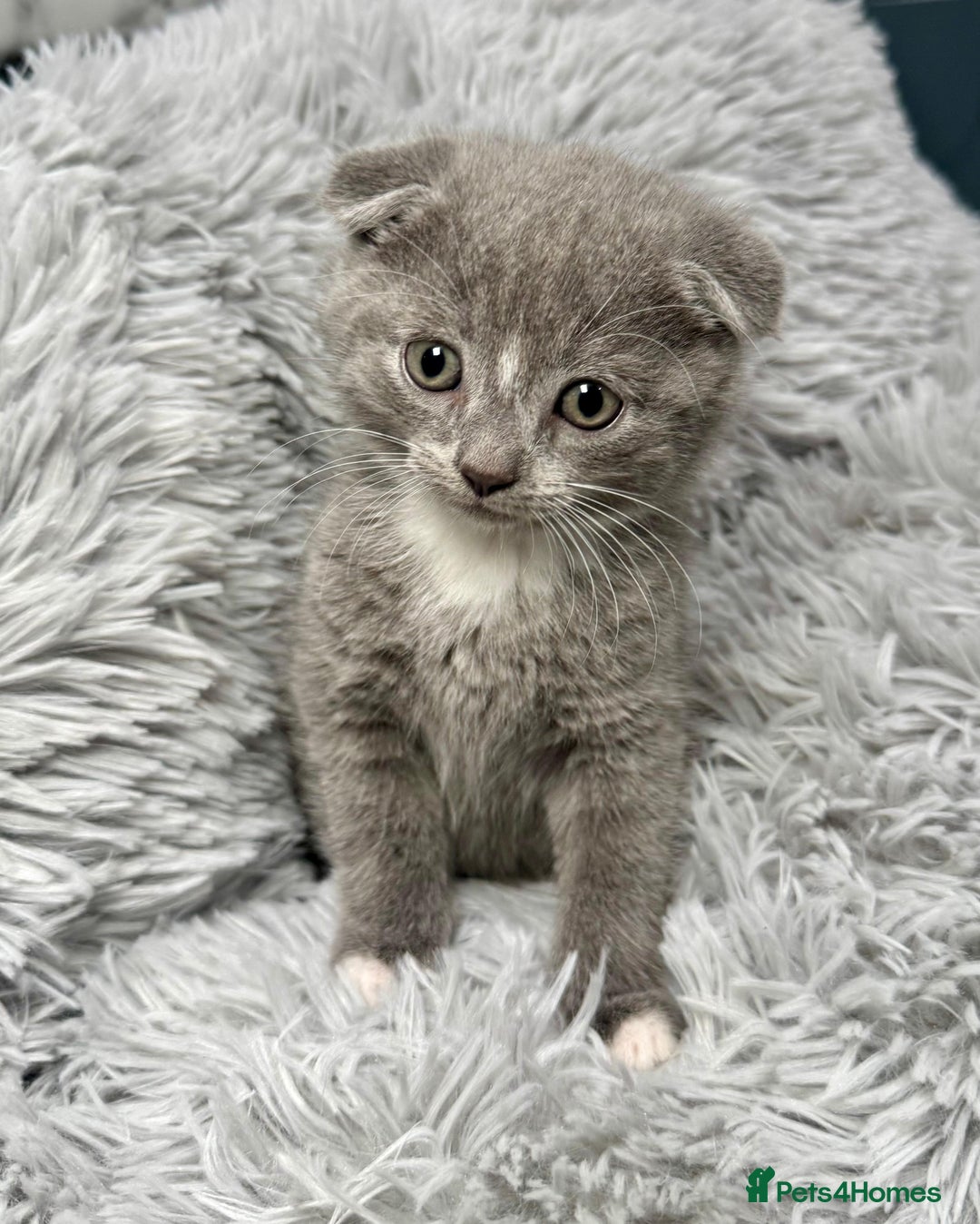 Scottish Fold cats for sale: Kittens - Image 1