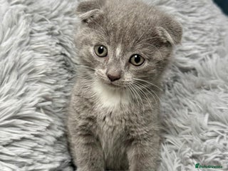 Scottish Fold cats - Advert 7