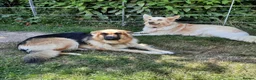 German Shepherd dogs for sale: German Shepherd Puppies - Advert 10