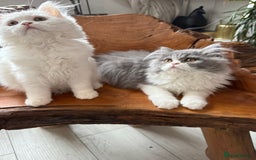 Persian cats for sale: Pure pedigree Persian kittens in London Chelsea  in London - Image 5