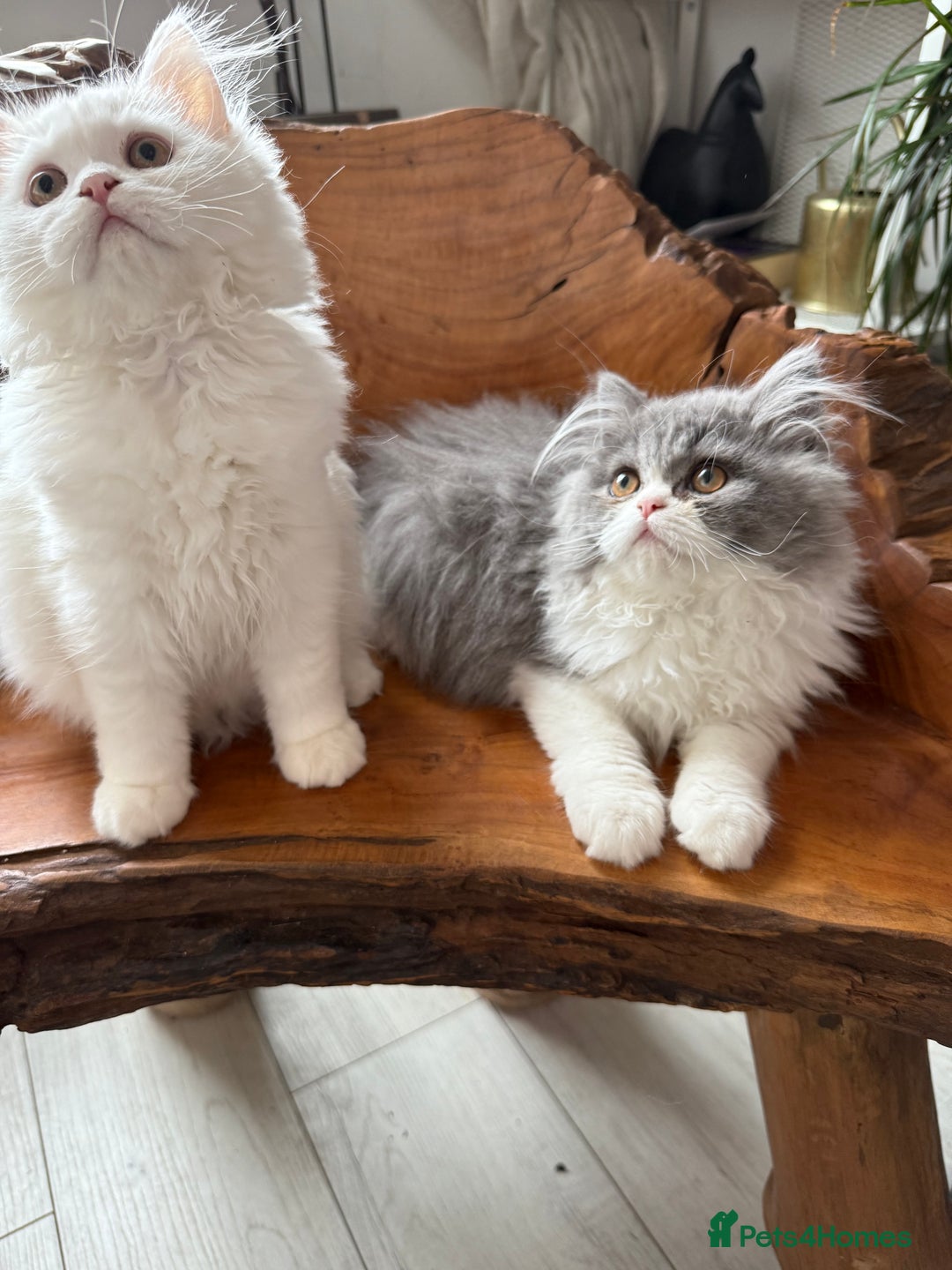 Persian cats for sale: Pure pedigree Persian kittens in London Chelsea  in London - Image 5