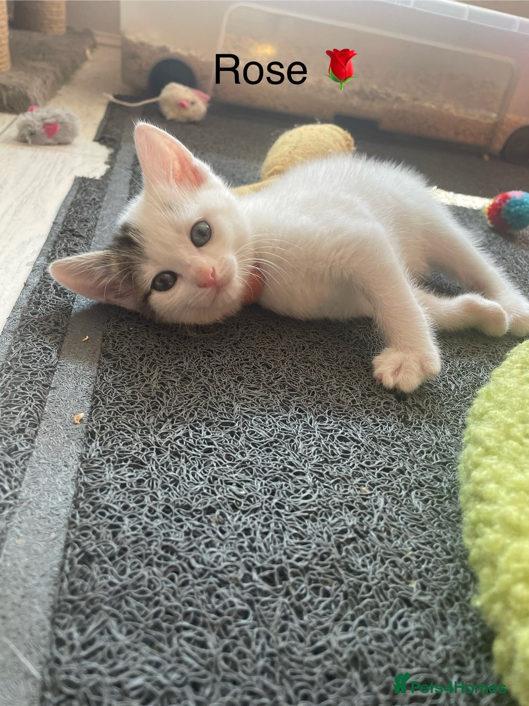 Mixed Breed cats for sale: Lots of cats/kittens up for adoption  - Image 8