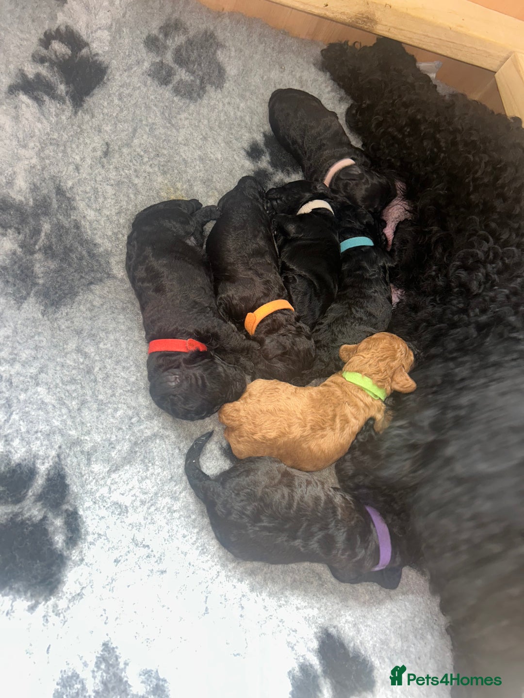 Cockapoo dogs for sale: F1b Cockapoo  - Image 3