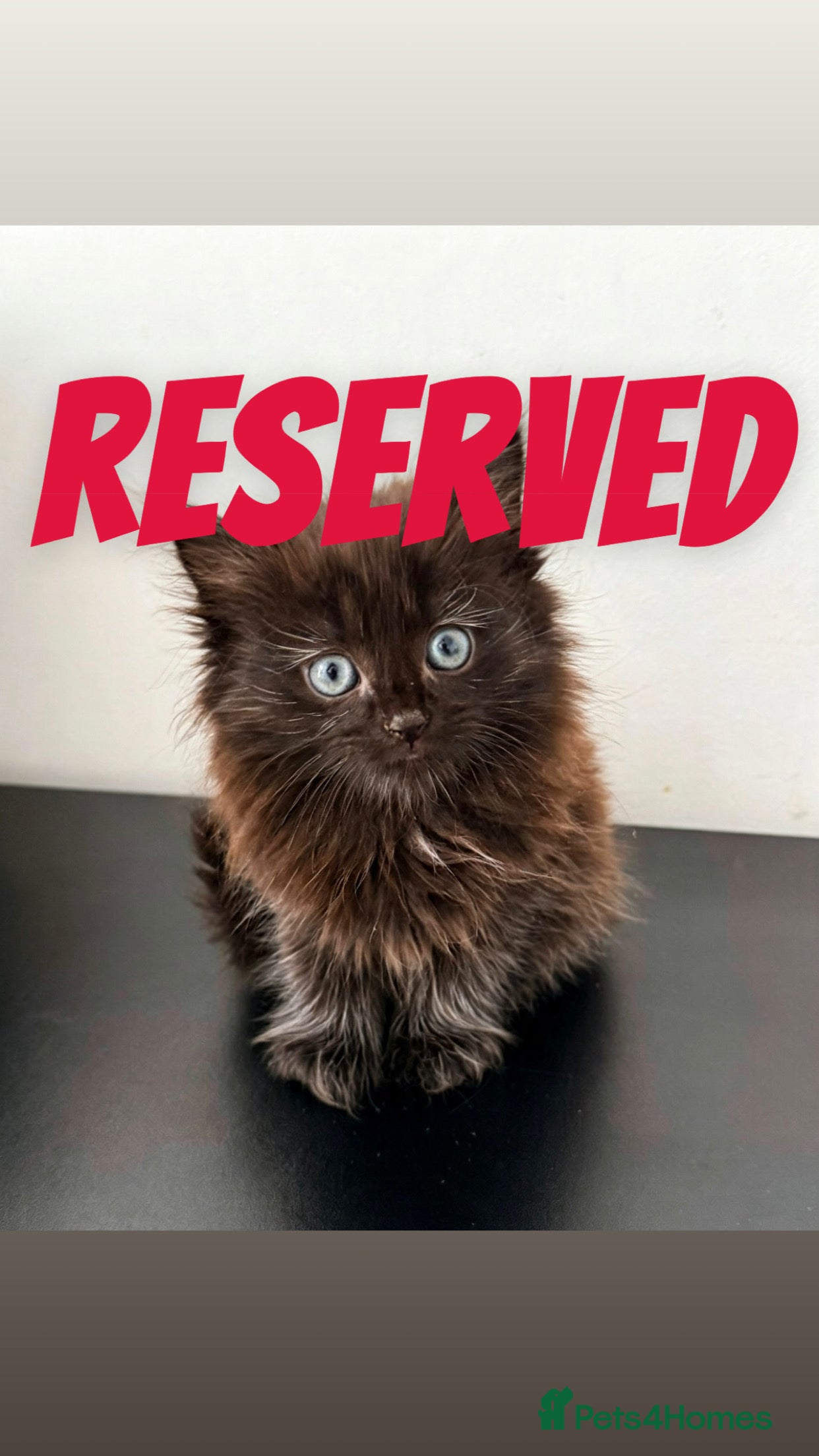 Mixed Breed cats 3 gorgeous kittens for sale  - Advert 2
