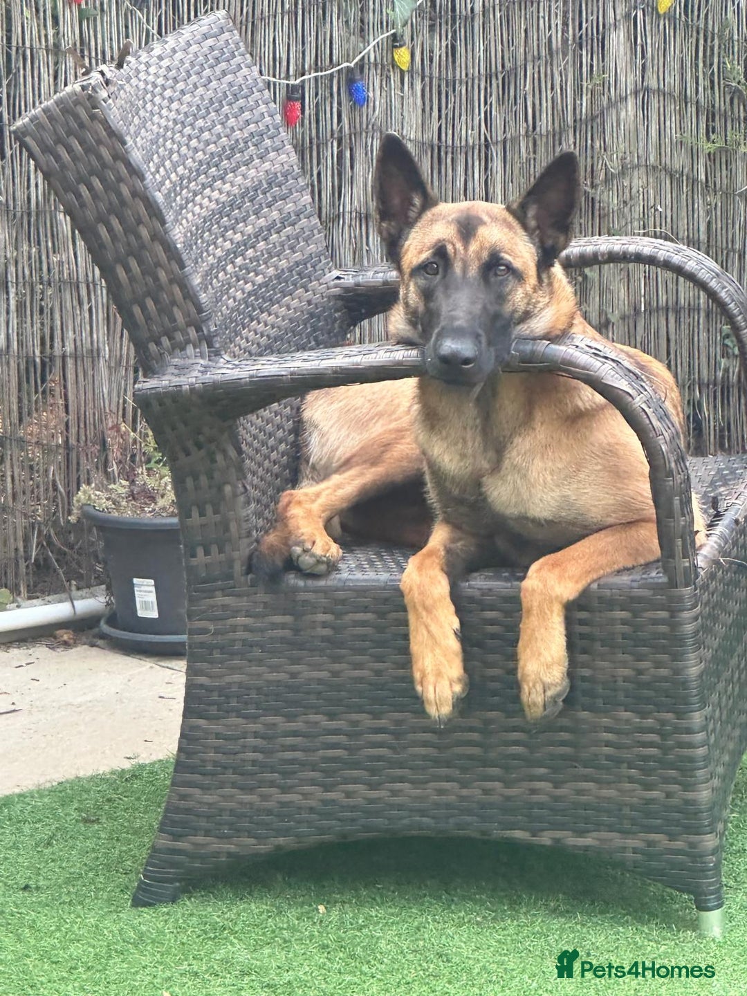 Belgian Shepherd Dog dogs for sale: Belgian Malinois is due before 5th of January - Advert 1