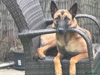 Belgian Shepherd Dog dogs Belgian Malinois is due before 5th of January - Advert 1