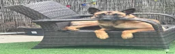 Belgian Shepherd Dog dogs for sale: KC Registered Belgian Malinois - Advert 4