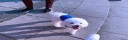 Bichon Frise dogs for stud: Bichon Frise for stud  in Derby - Advert 8