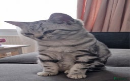 British Shorthair cats for sale: Lovely  British short hair kittens  - Image 11