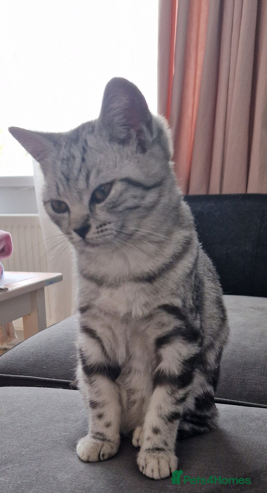 British Shorthair cats for sale: Lovely  British short hair kittens  - Image 11