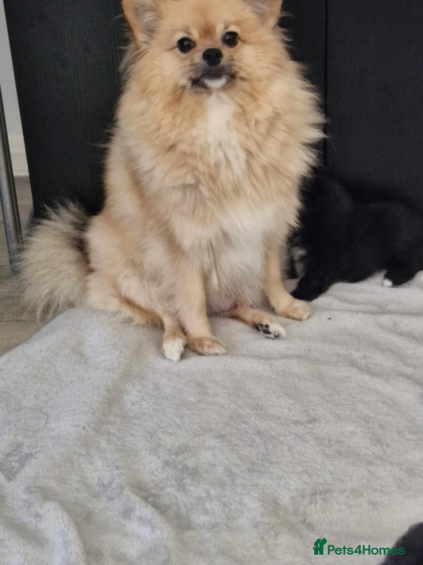 Pomeranian dogs Stunning Pomeranian's  - Advert 13