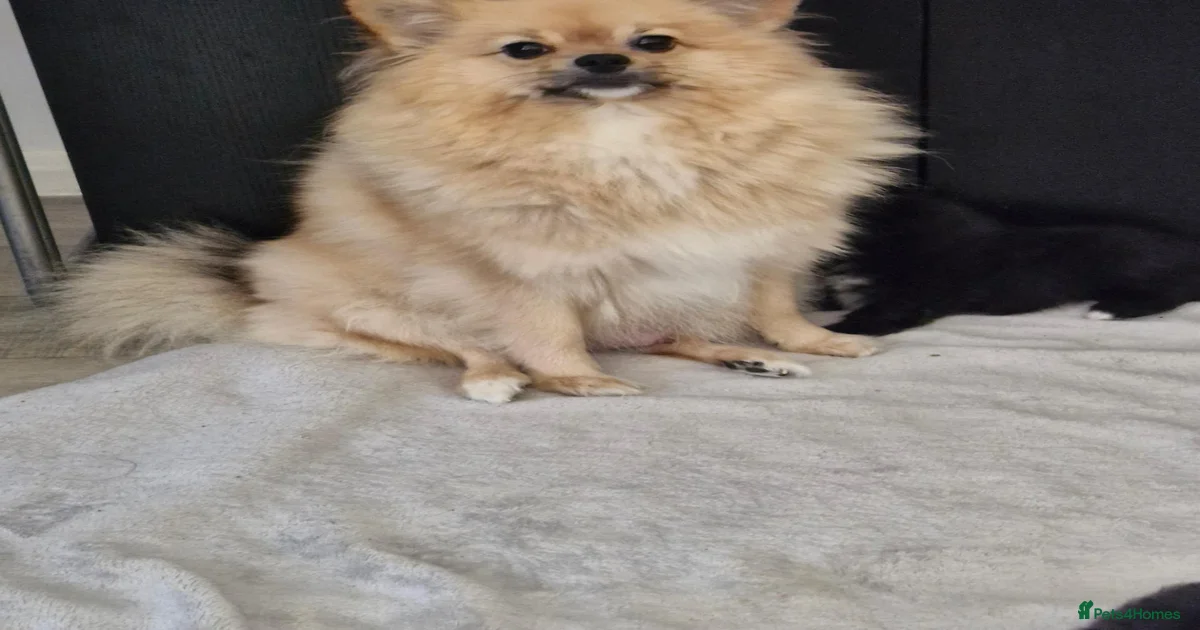 Stunning Pomeranian's for sale in Exeter | Pets4Homes