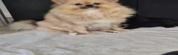 Pomeranian dogs for sale: Stunning Pomeranian's  - Advert 1