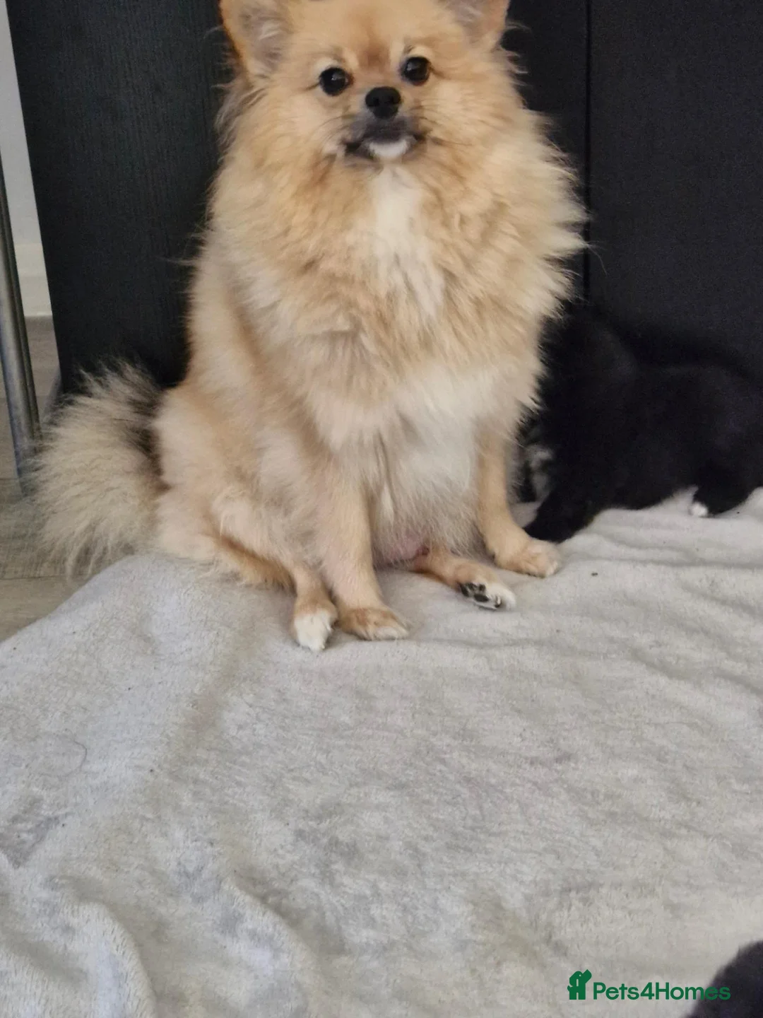 Pomeranian dogs for sale: Stunning Pomeranian's  - Advert 1