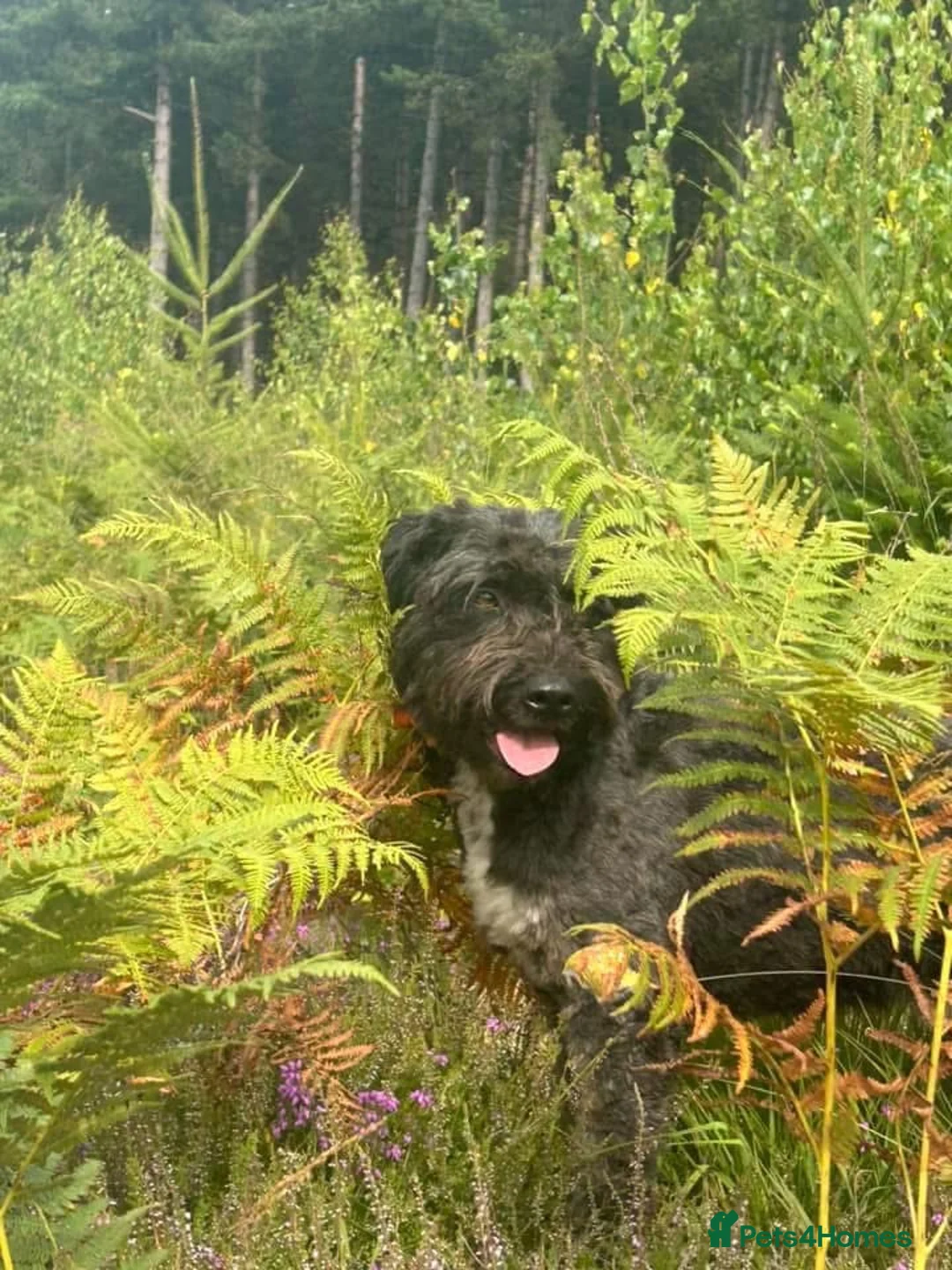 Mixed Breed dogs for adoption: Colby - Norwich Norfolk  in Norwich - Advert 21