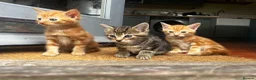 Domestic Shorthair cats for sale: Gorgeous litter - 2 ginger boys and 1 tabby girl  - Advert 6