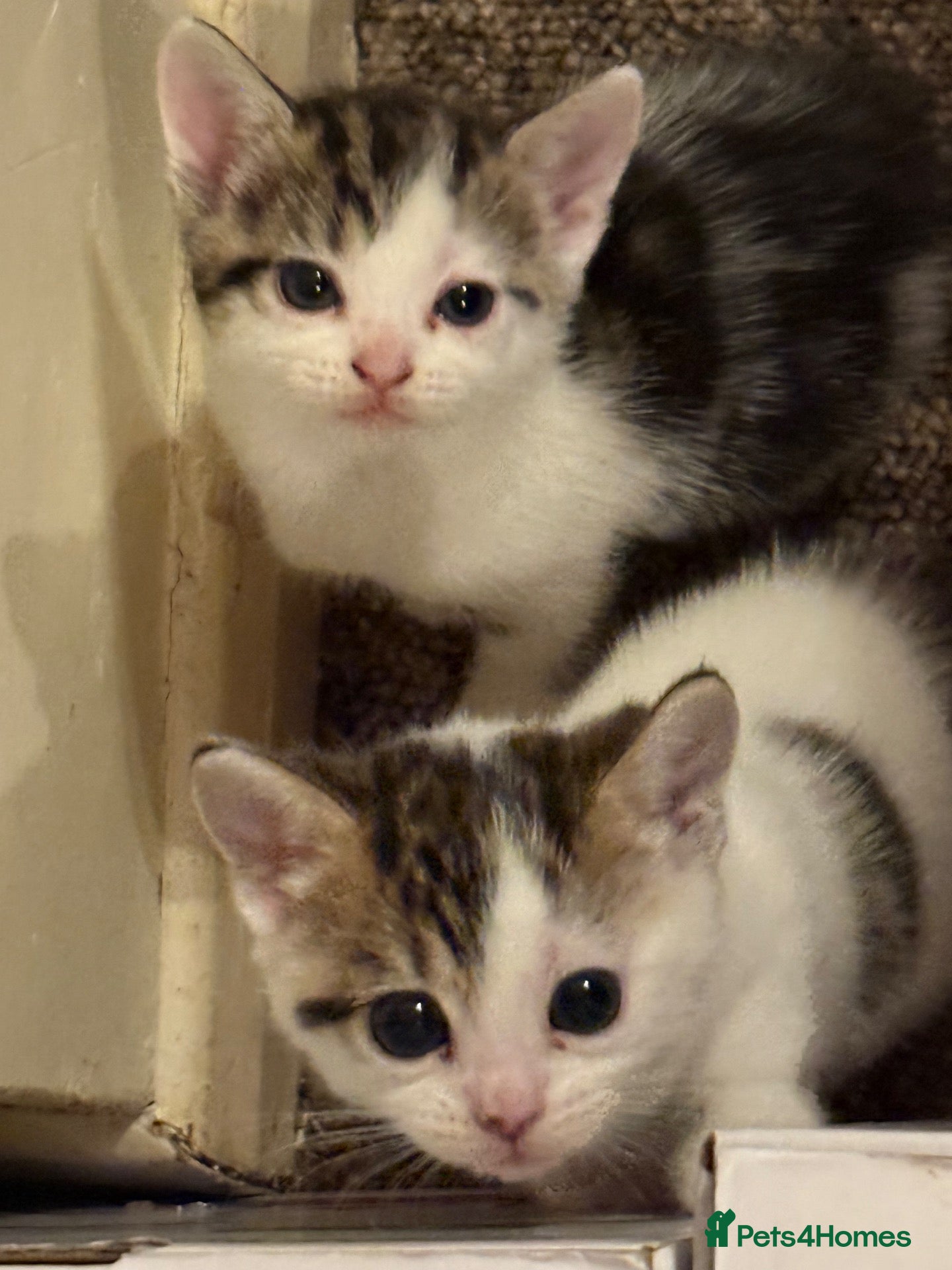 Mixed Breed cats Adorable mixed Kittens  - Advert 1